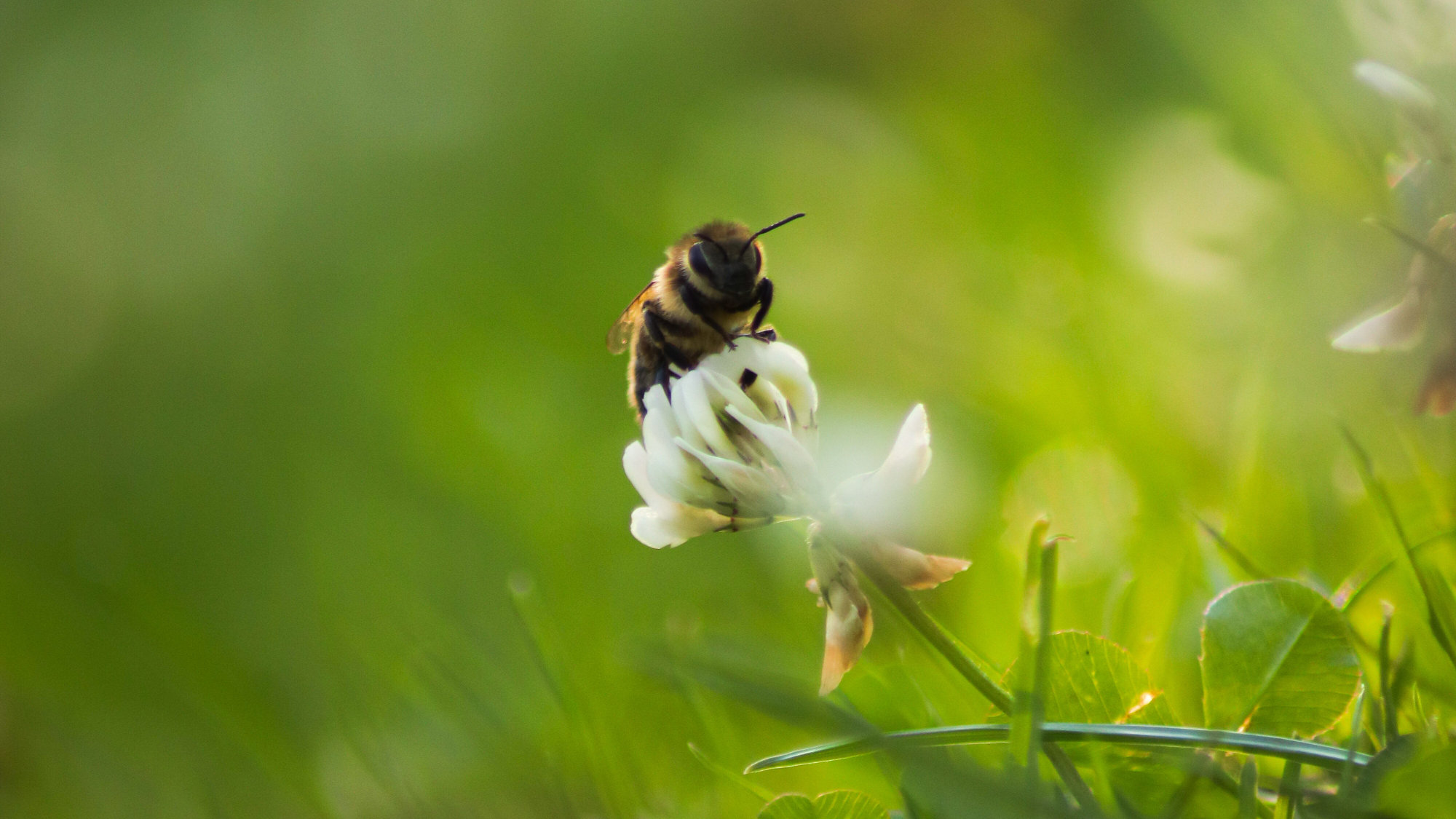 Erdgas für gutes Klima